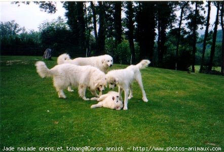 Photo de Chien de montagne des pyrnes