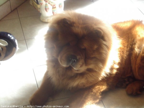 Photo de Chow chow