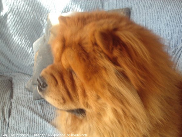 Photo de Chow chow