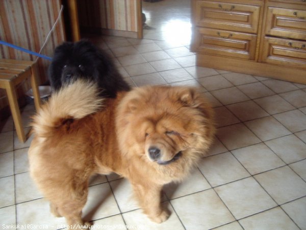 Photo de Chow chow