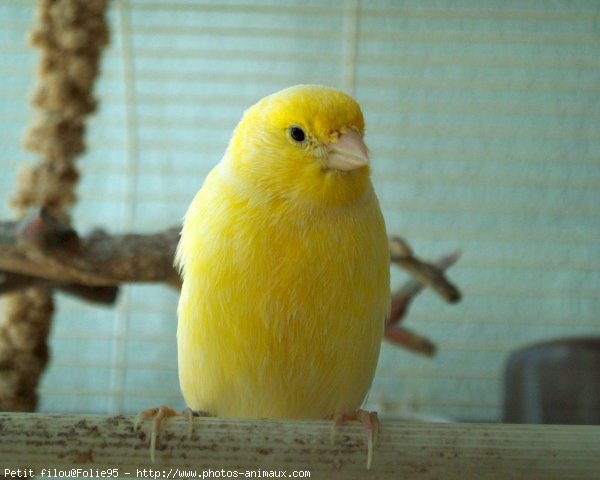 Photo de Canari