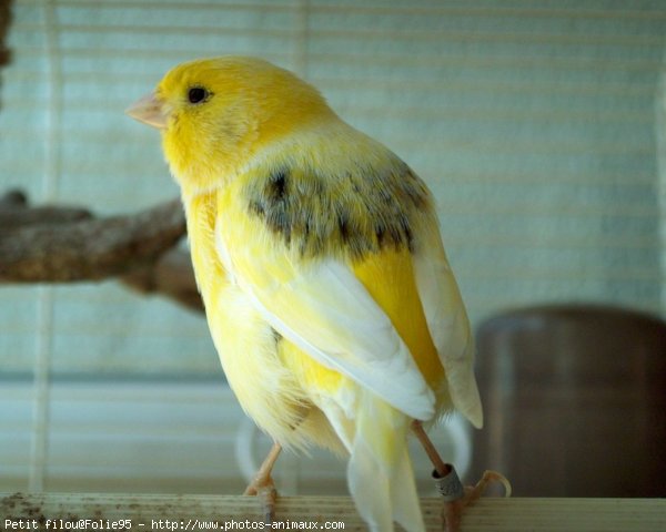 Photo de Canari