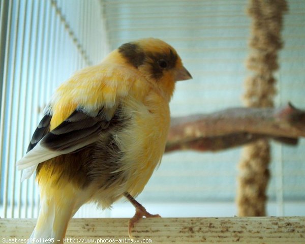 Photo de Canari