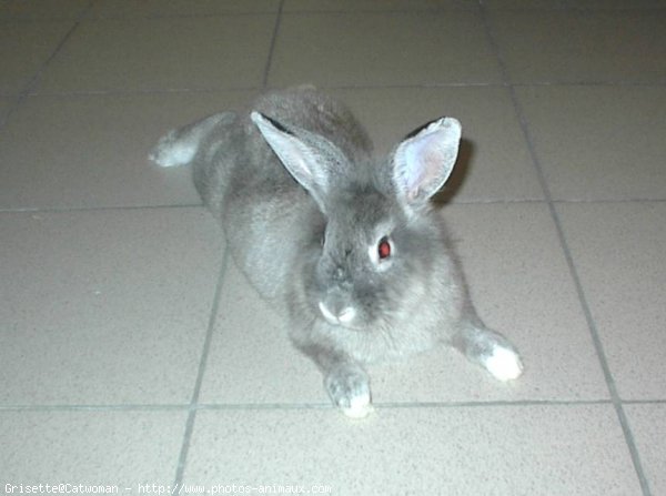 Photo de Lapin