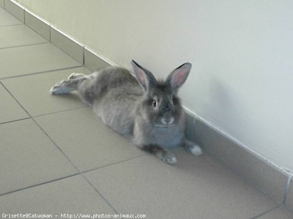 Photo de Lapin