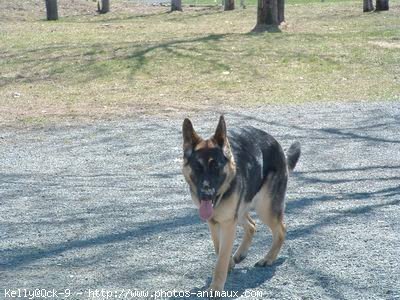 Photo de Berger allemand  poil court