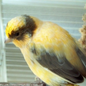 Photo de Canari