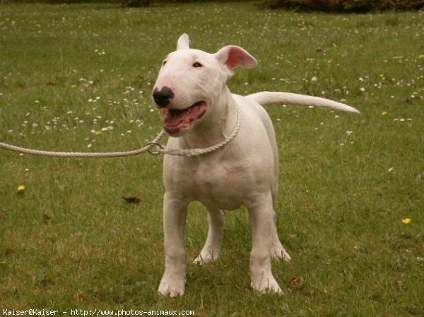 Photo de Bull terrier miniature