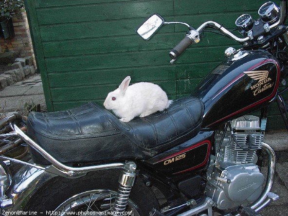 Photo de Lapin