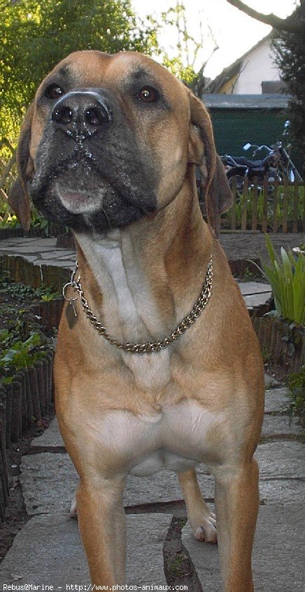 Photo de Boxer