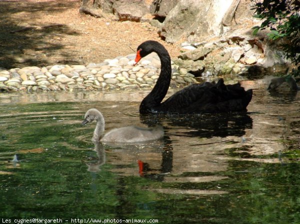 Photo de Cygne