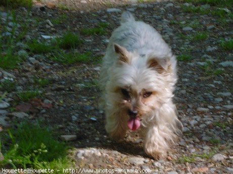 Photo de Yorkshire terrier