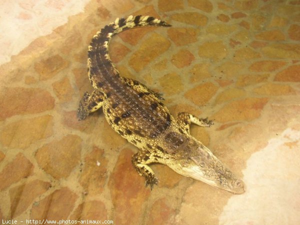 Photo de Crocodile