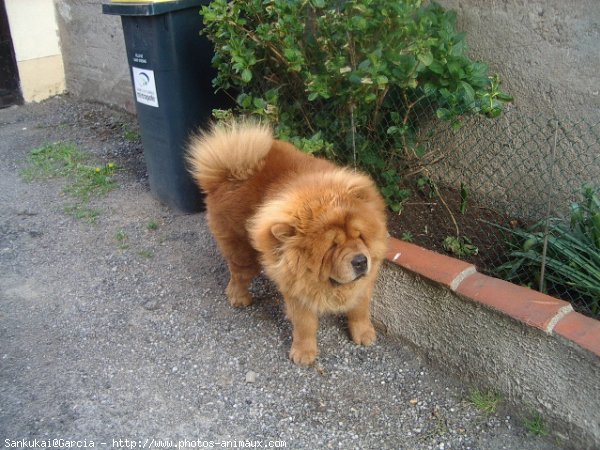 Photo de Chow chow