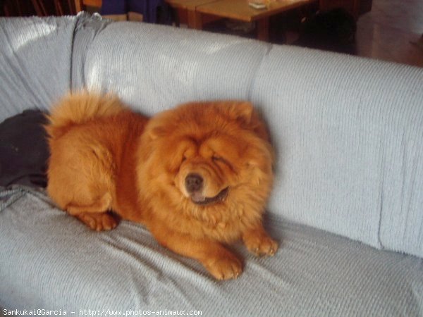 Photo de Chow chow