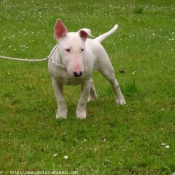 Photo de Bull terrier miniature