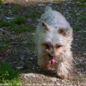 Photo de Yorkshire terrier