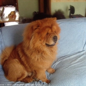 Photo de Chow chow