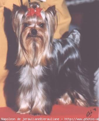 Photo de Yorkshire terrier