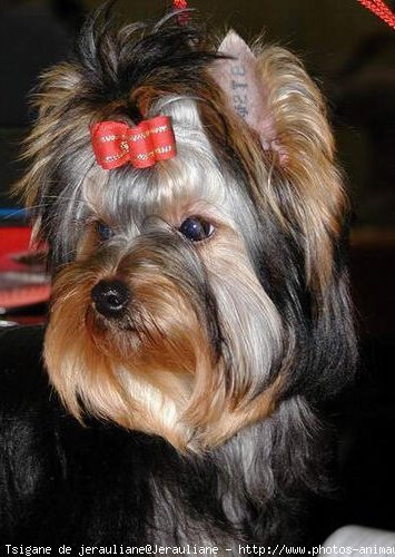 Photo de Yorkshire terrier