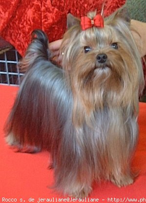 Photo de Yorkshire terrier