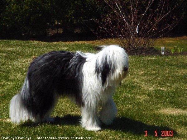 Photo de Bearded collie