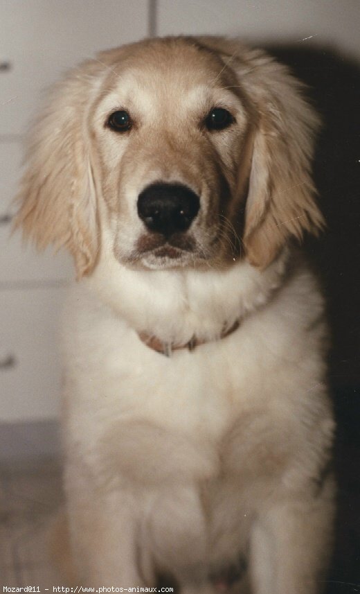 Photo de Golden retriever