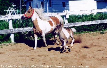 Photo de Poney franais de selle