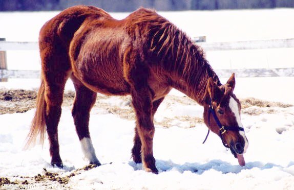 Photo de Quarter horse