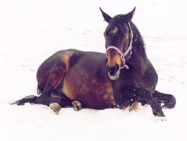 Photo de Quarter horse