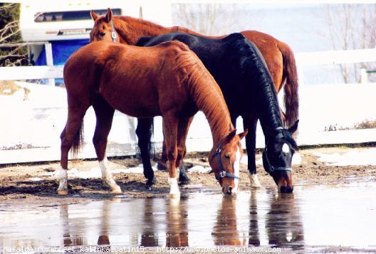 Photo de Races diffrentes