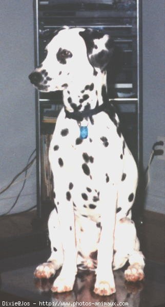 Photo de Dalmatien