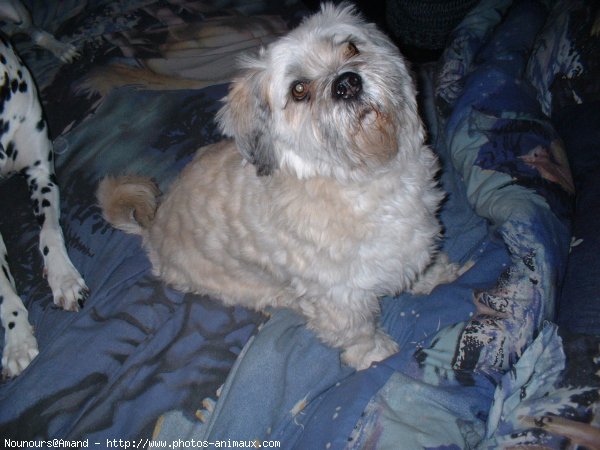 Photo de Lhassa apso