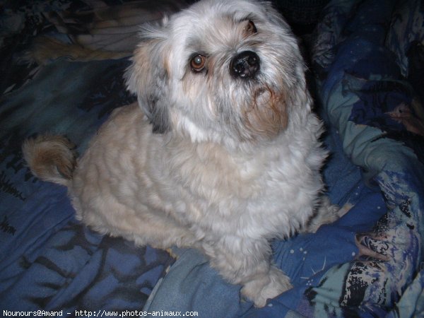 Photo de Lhassa apso