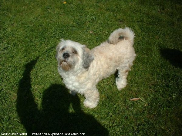 Photo de Lhassa apso