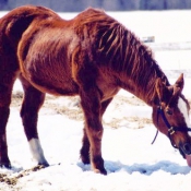 Photo de Quarter horse