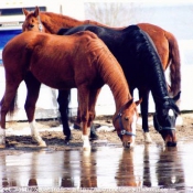 Photo de Races diffrentes