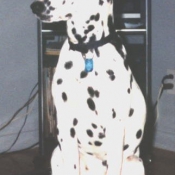 Photo de Dalmatien