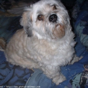 Photo de Lhassa apso