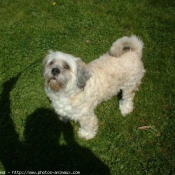 Photo de Lhassa apso