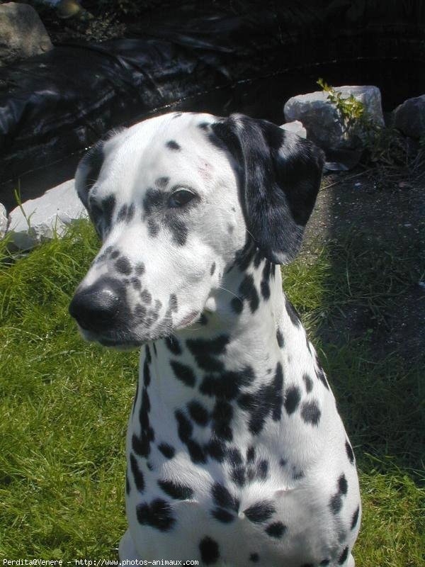 Photo de Dalmatien