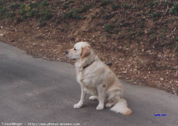 Photo de Golden retriever