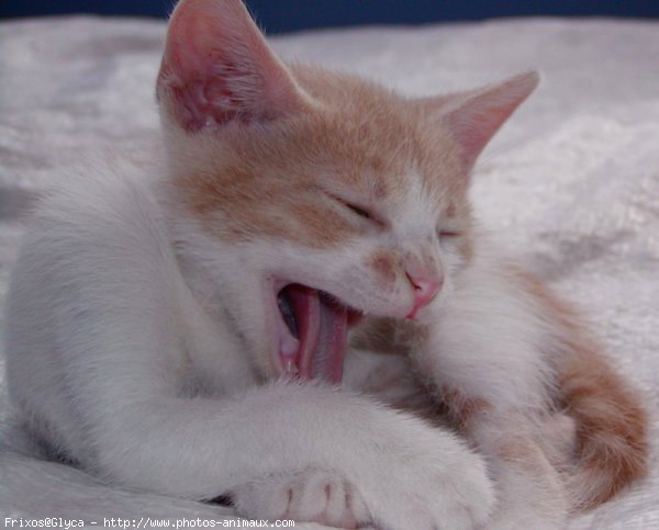 Photo de Chat domestique