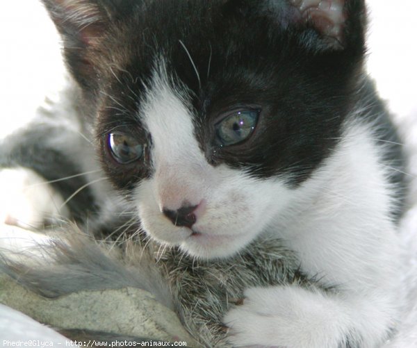 Photo de Chat domestique