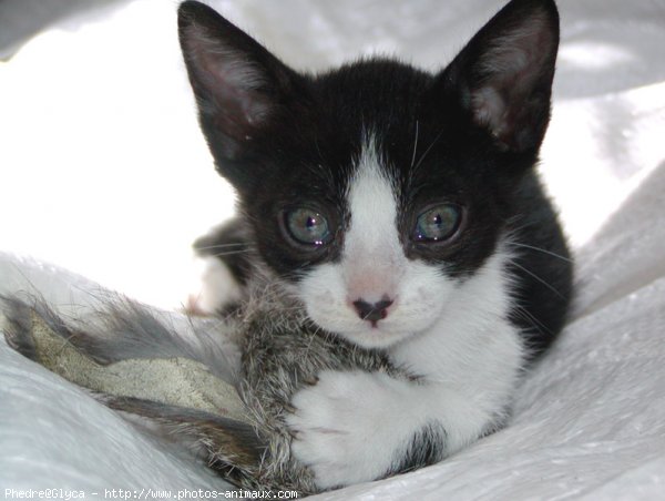 Photo de Chat domestique