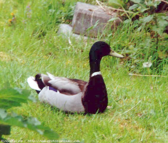 Photo de Canard