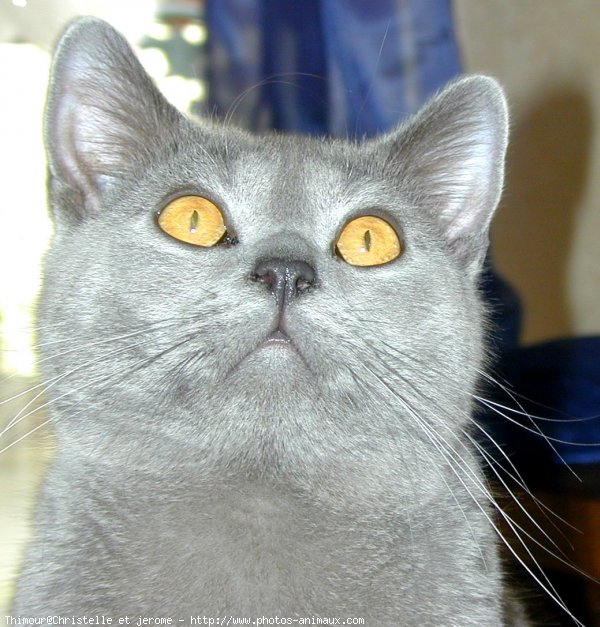 Photo de Chartreux