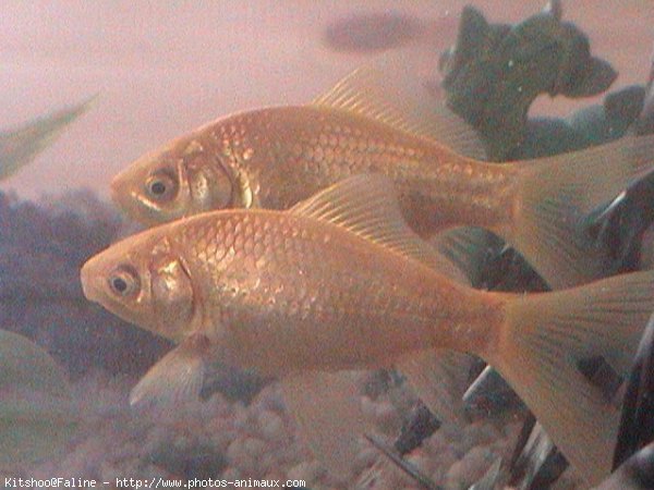 Photo de Poissons rouges