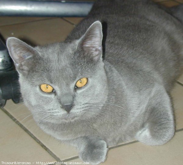 Photo de Chartreux