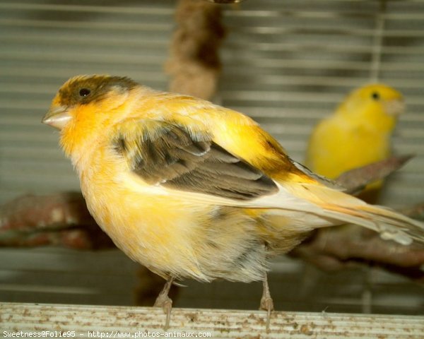 Photo de Canari